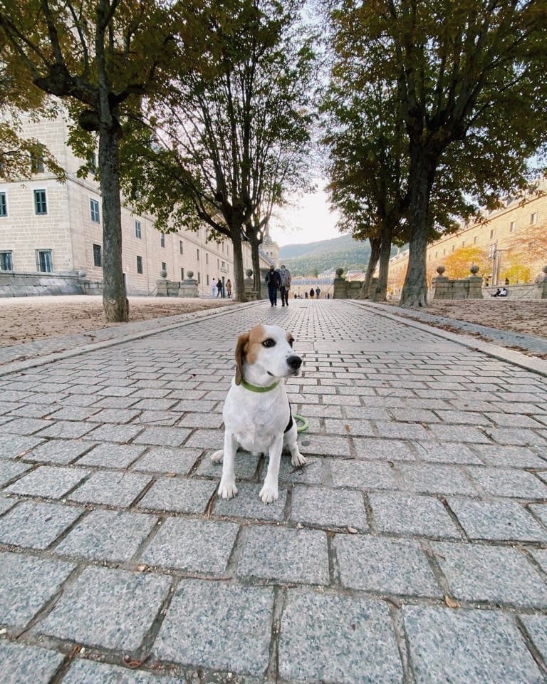 Post 9 by Sena 🐶🐾 on Instagram (image)