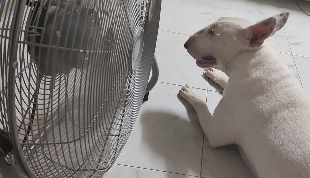 Post 9 by @nana_neverlandterrier on Instagram (image)