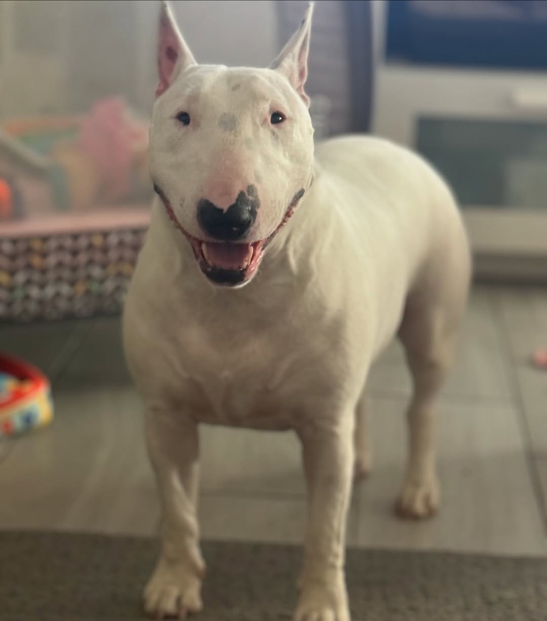 Post 1 by @nana_neverlandterrier on Instagram (image)