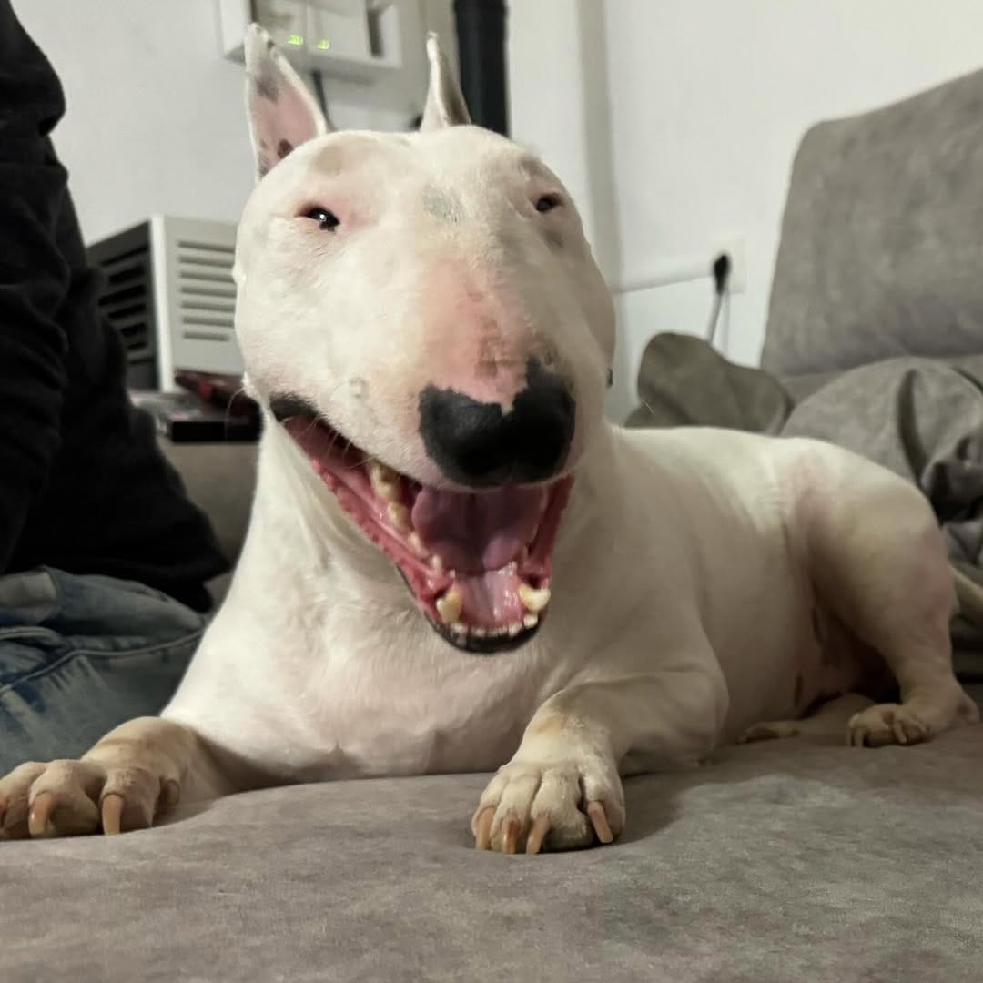 Post 6 by @nana_neverlandterrier on Instagram (image)