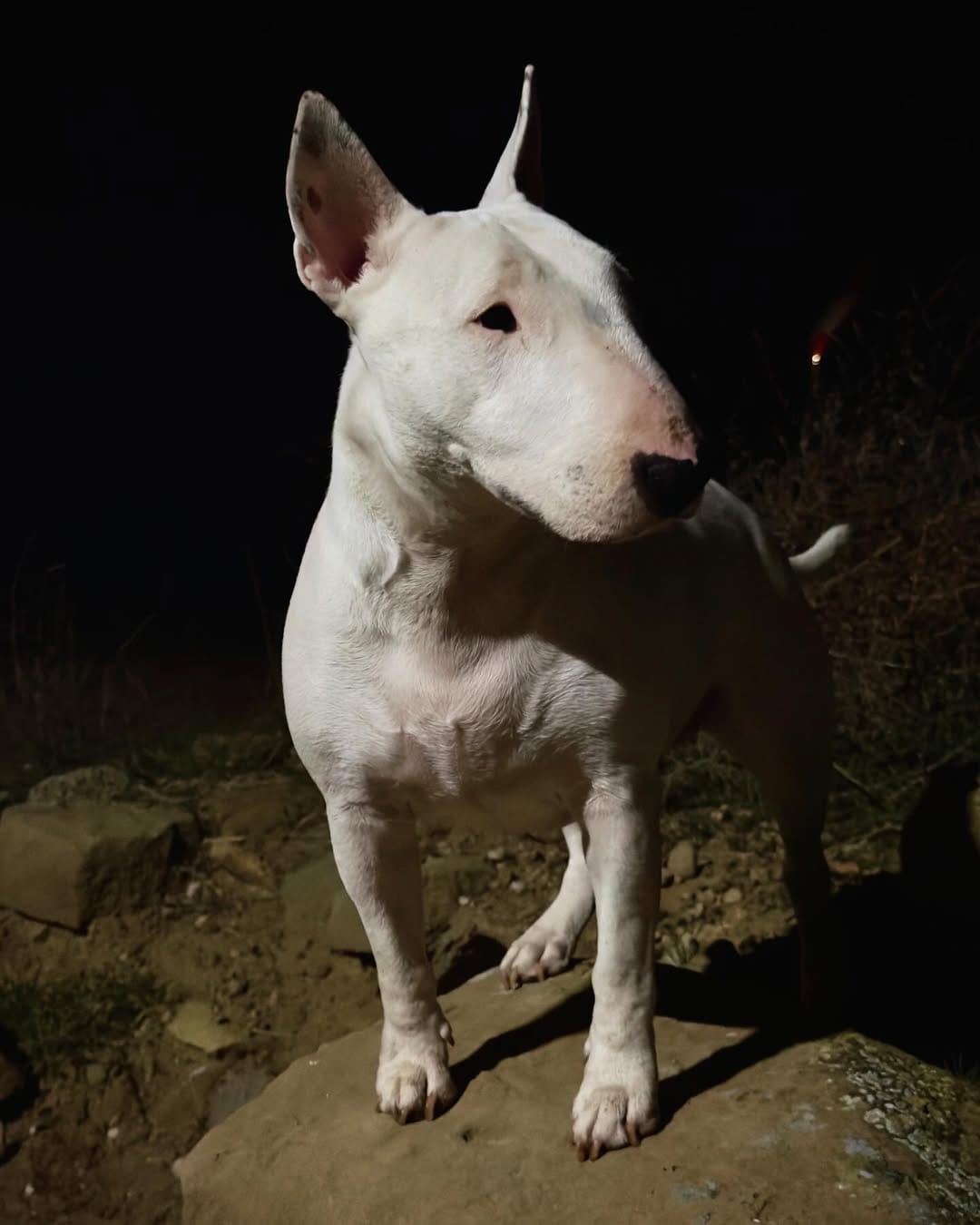 Post 5 by @nana_neverlandterrier on Instagram (image)