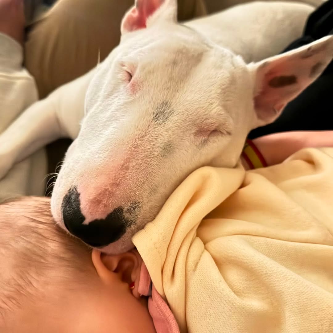 Post 2 by @nana_neverlandterrier on Instagram (image)