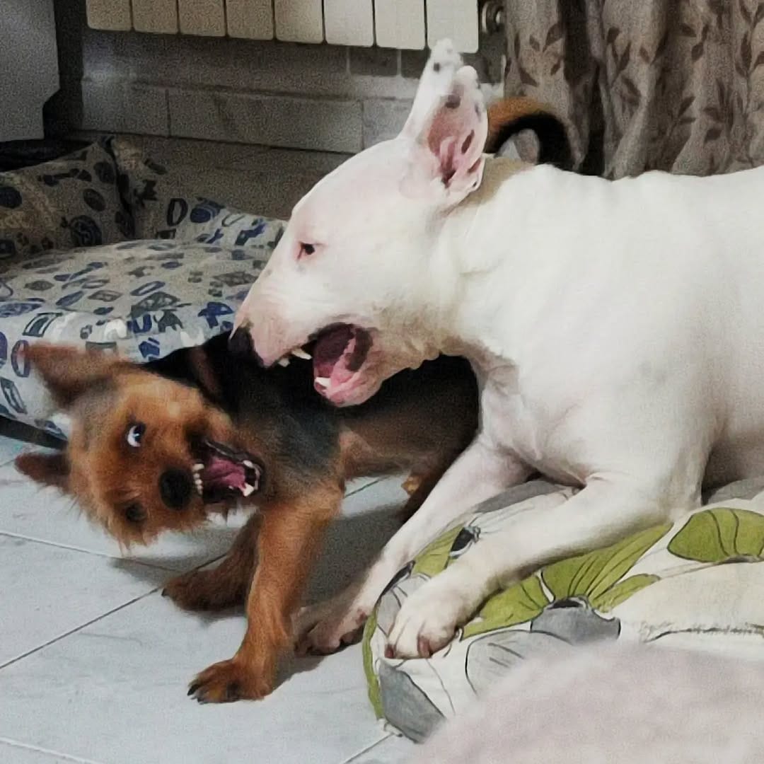 Post 10 by @nana_neverlandterrier on Instagram (image)
