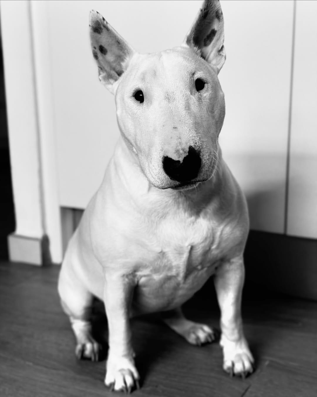 Post 3 by @nana_neverlandterrier on Instagram (image)