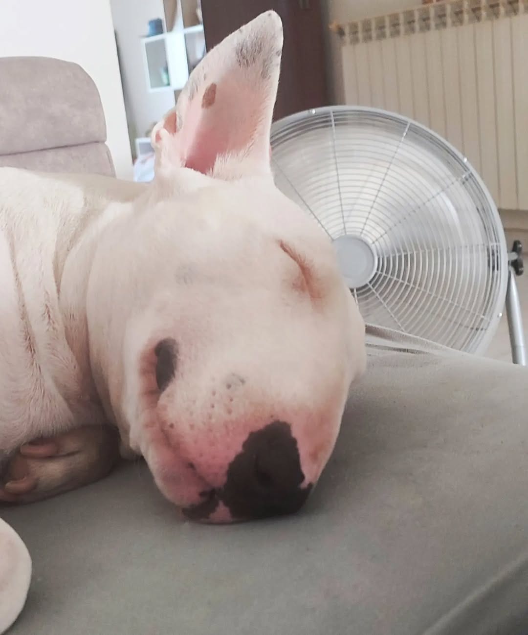 Post 8 by @nana_neverlandterrier on Instagram (image)