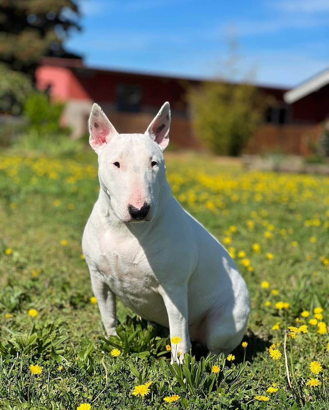 Post 4 by @nana_neverlandterrier on Instagram (image)