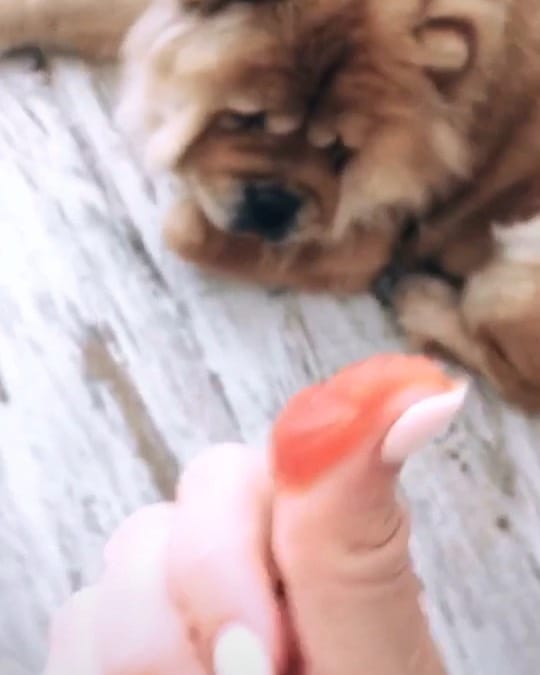 Post 2 by Chow Chow Leona on Instagram (video)