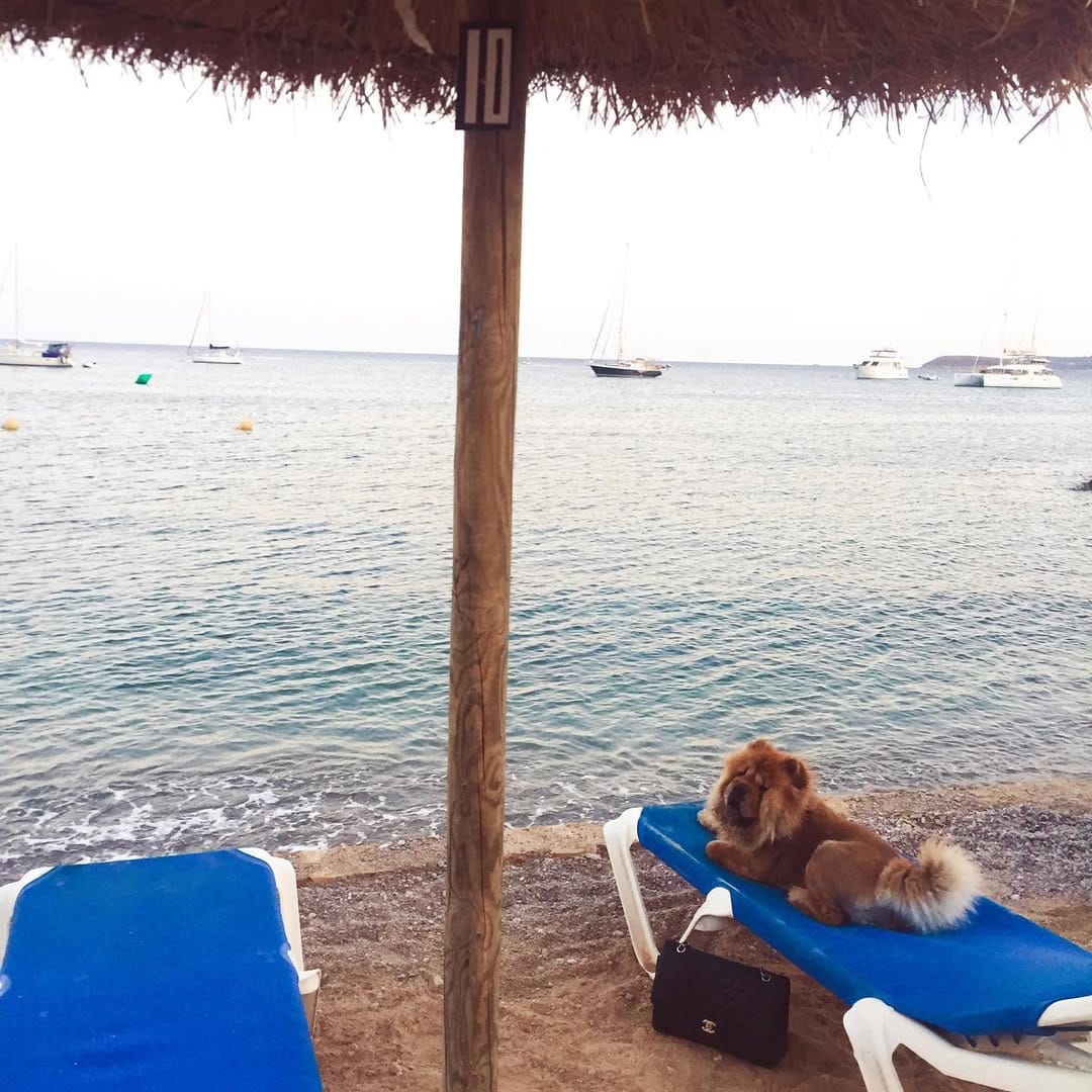 Post 7 by Chow Chow Leona on Instagram (image)