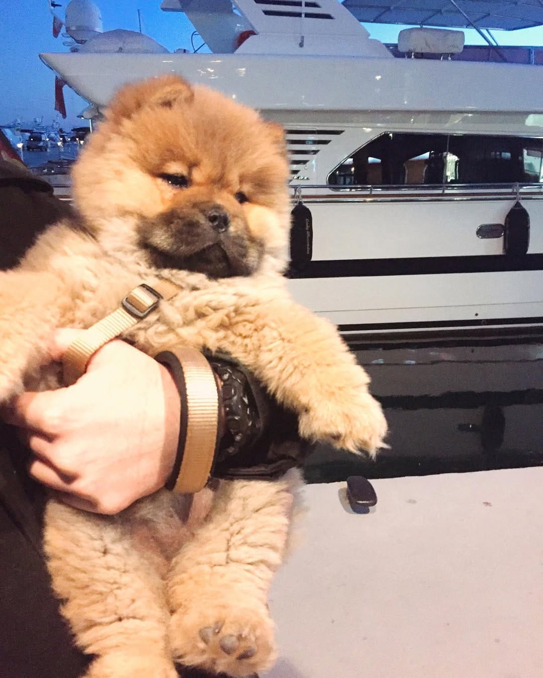 Post 6 by Chow Chow Leona on Instagram (image)