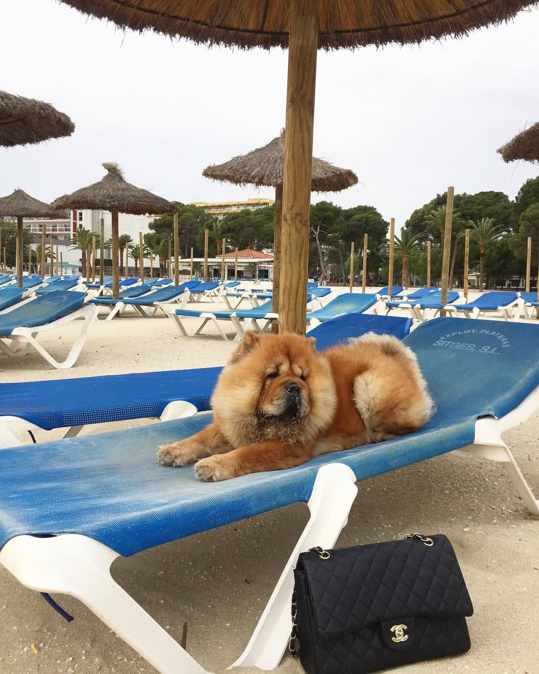 Post 3 by Chow Chow Leona on Instagram (image)