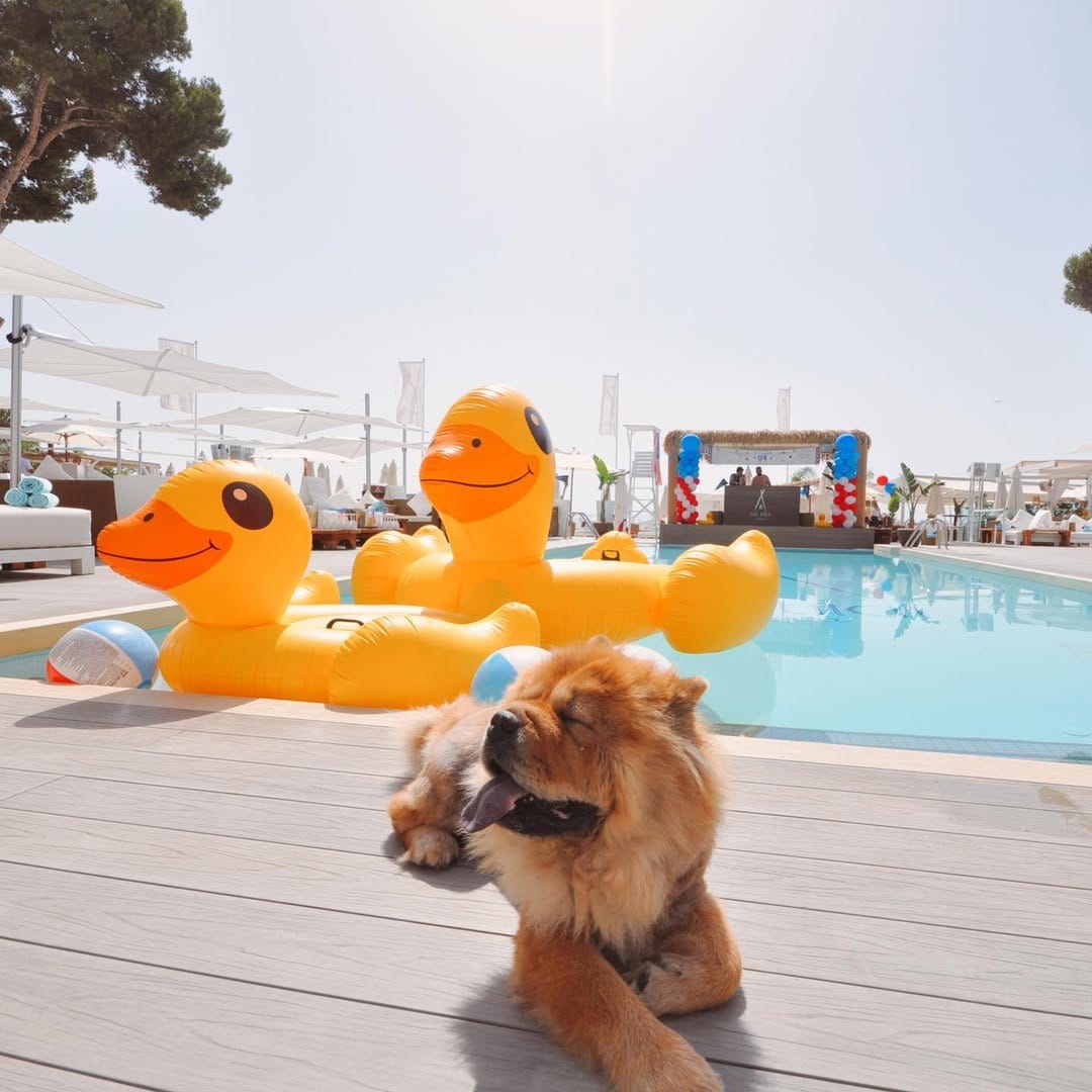 Post 8 by Chow Chow Leona on Instagram (image)