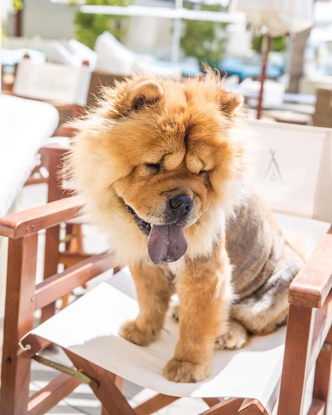 Post 9 by Chow Chow Leona on Instagram (image)