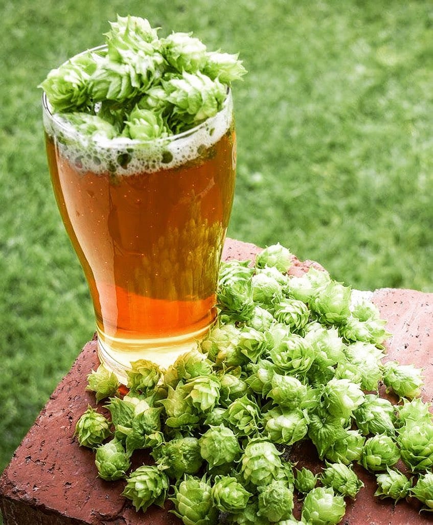 Post 8 by Cerveja Ampolla ∴ on Instagram (image)