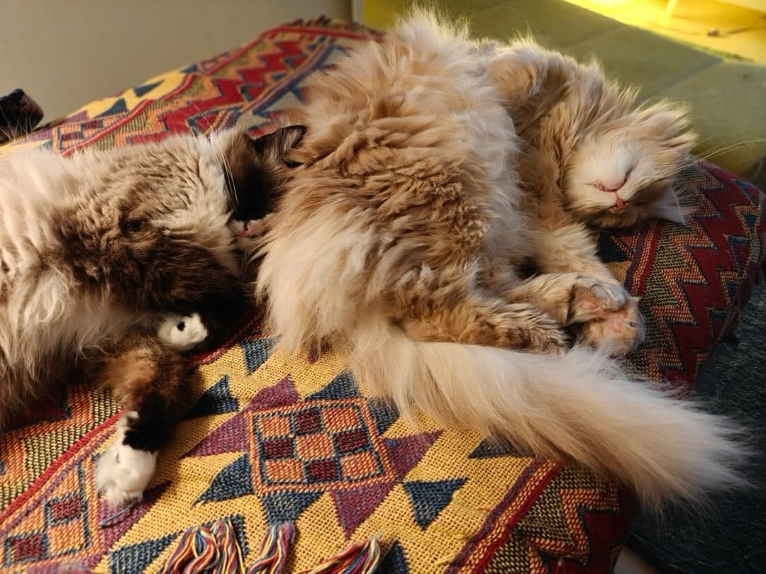 Post 8 by Cats and Meeples on Instagram (carousel)