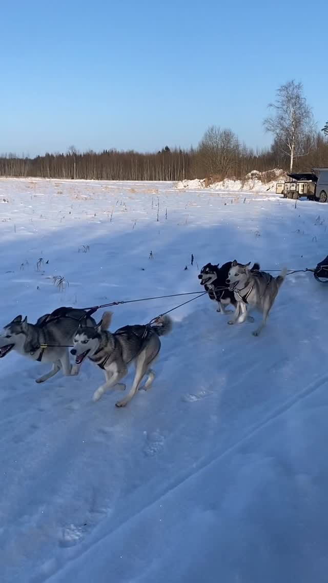 Post 2 by Saueaugu Sled Dog Experience | Sprint-racing Siberian Huskies on Instagram (video)