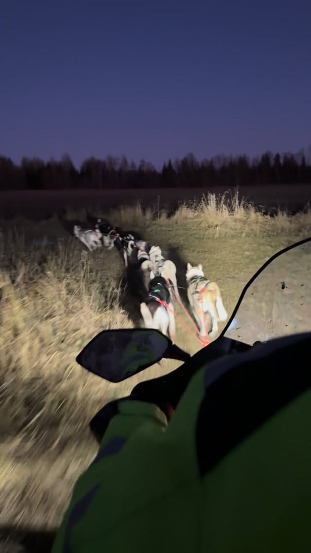 Post 6 by Saueaugu Sled Dog Experience | Sprint-racing Siberian Huskies on Instagram (video)