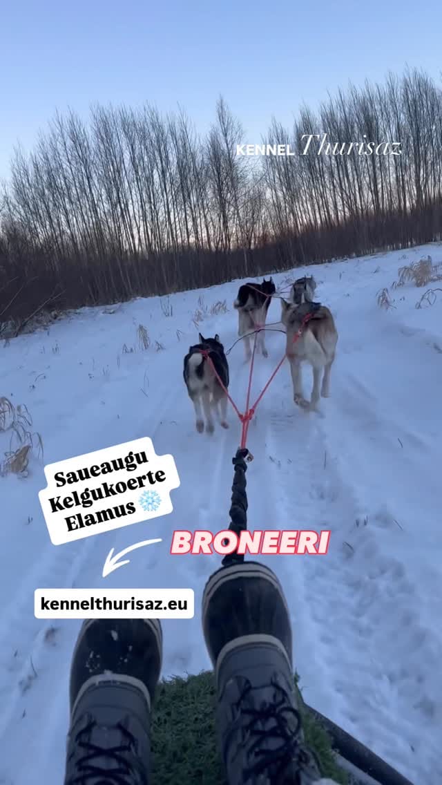 Post 5 by Saueaugu Sled Dog Experience | Sprint-racing Siberian Huskies on Instagram (video)