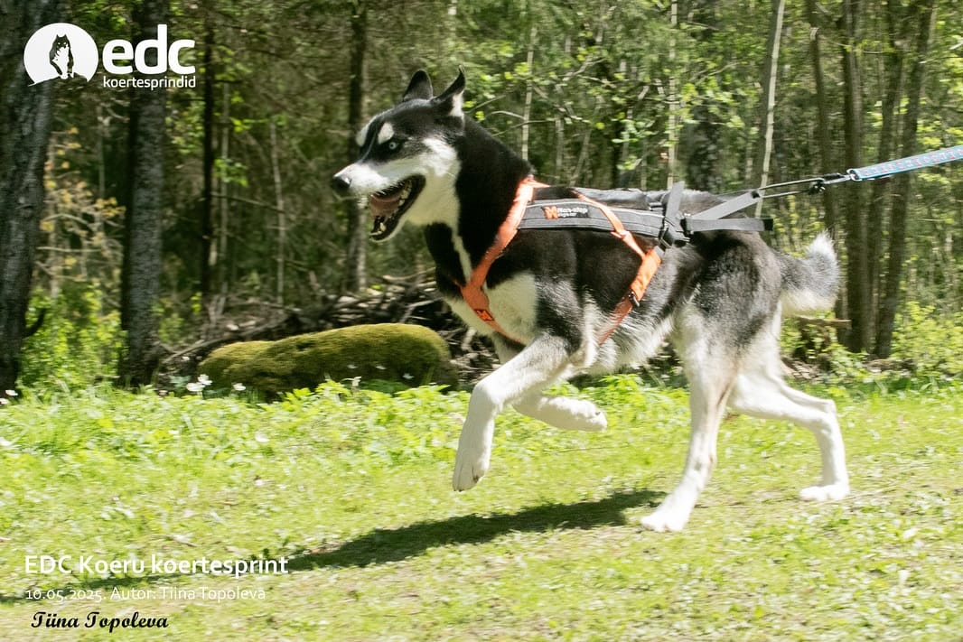 Post 8 by Saueaugu Sled Dog Experience | Sprint-racing Siberian Huskies on Instagram (carousel)