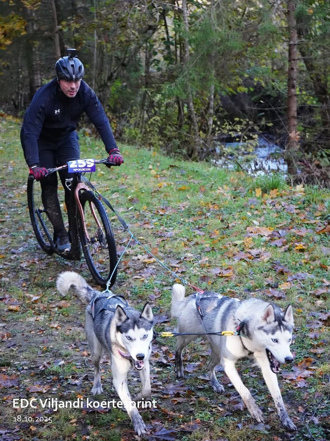 Post 7 by Saueaugu Sled Dog Experience | Sprint-racing Siberian Huskies on Instagram (image)