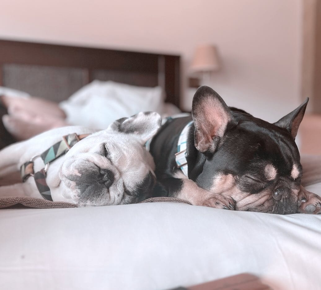 Post 10 by Keko Frenchie on Instagram (image)