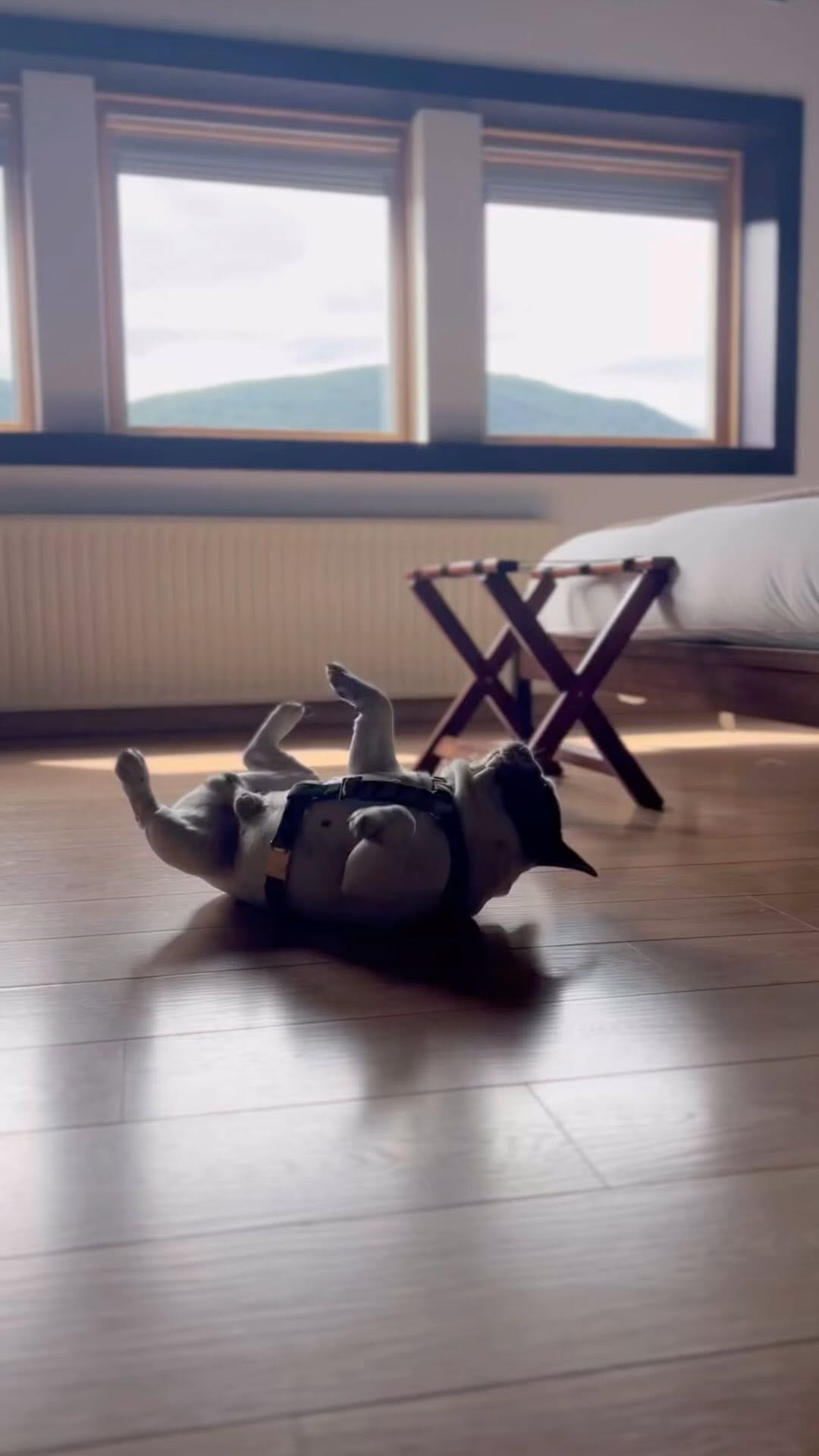 Post 5 by Keko Frenchie on Instagram (video)