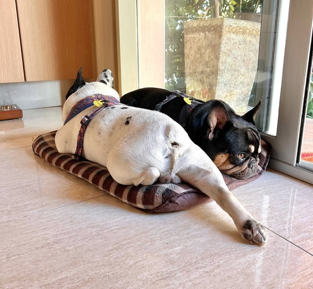 Post 1 by Keko Frenchie on Instagram (carousel)