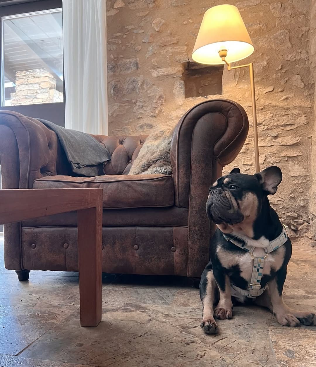 Post 6 by Keko Frenchie on Instagram (image)