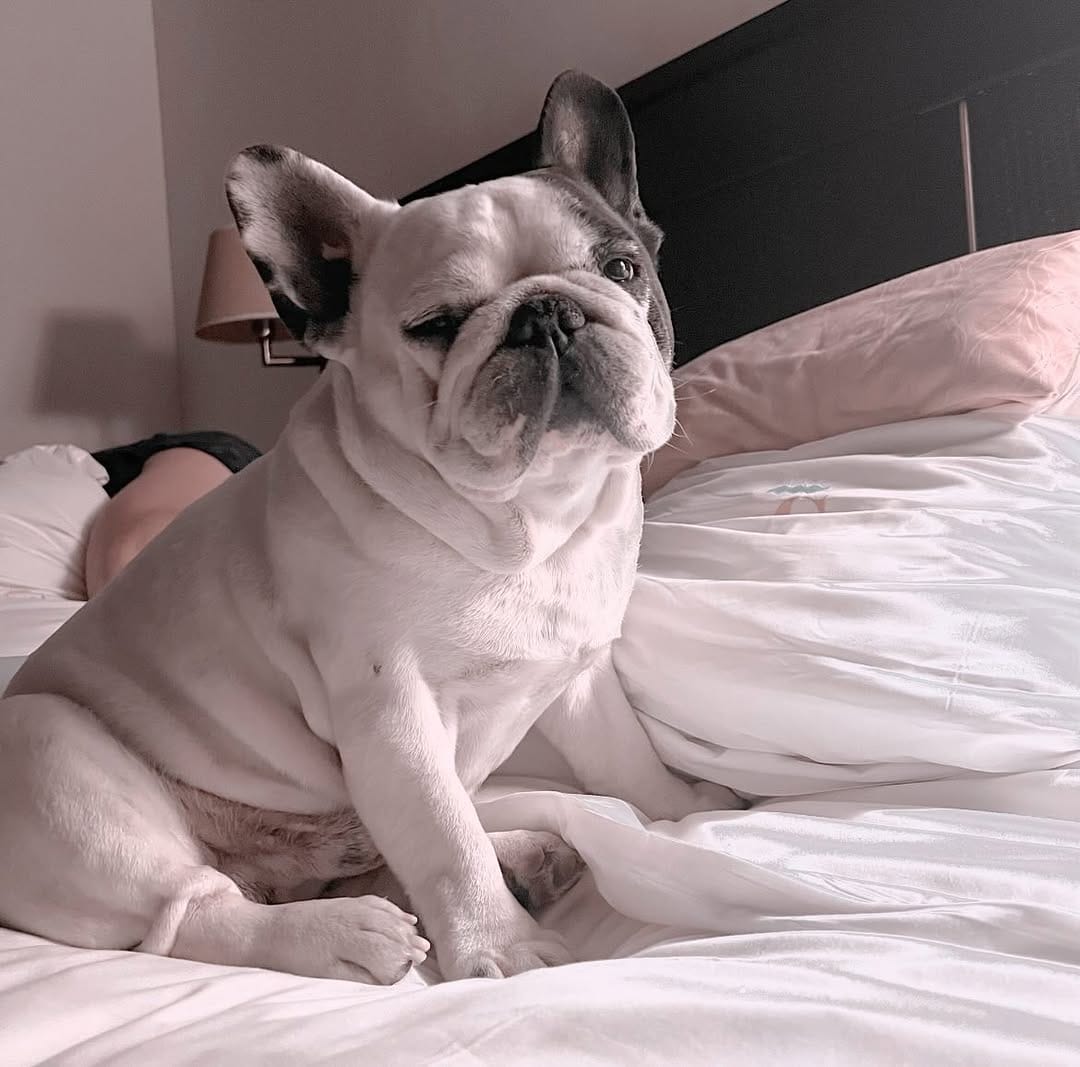 Post 8 by Keko Frenchie on Instagram (image)