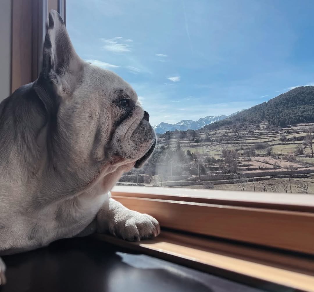 Post 9 by Keko Frenchie on Instagram (image)
