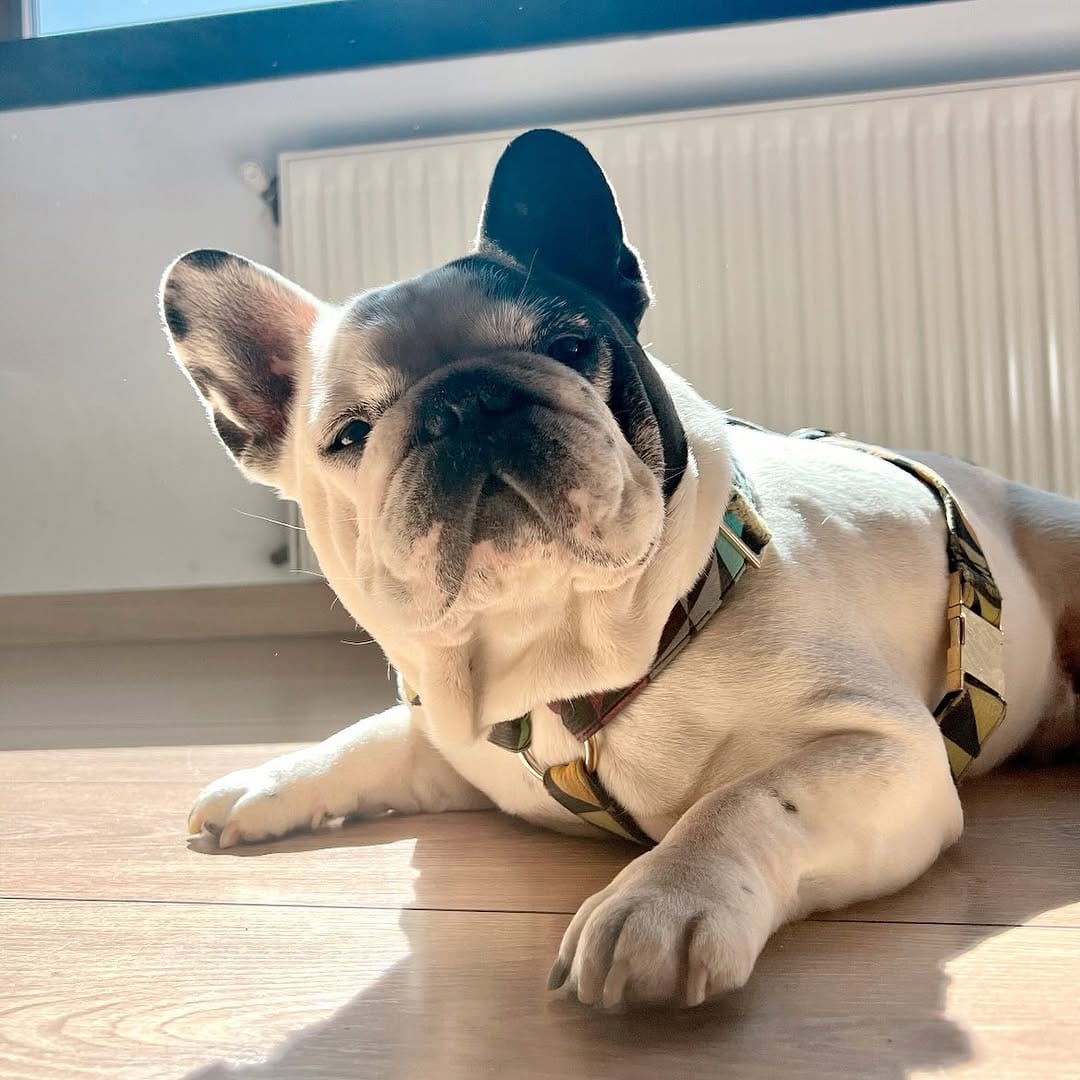 Post 3 by Keko Frenchie on Instagram (image)