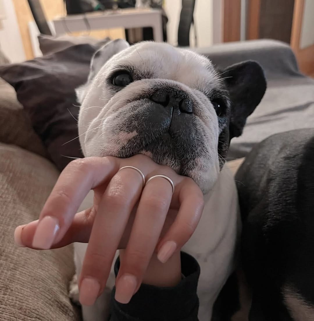 Post 2 by Keko Frenchie on Instagram (image)