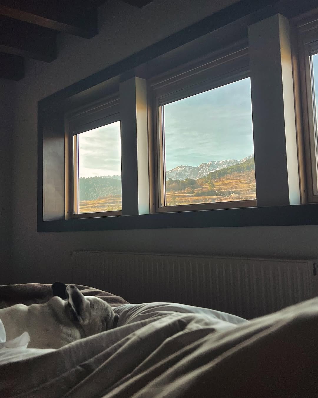 Post 4 by Keko Frenchie on Instagram (image)