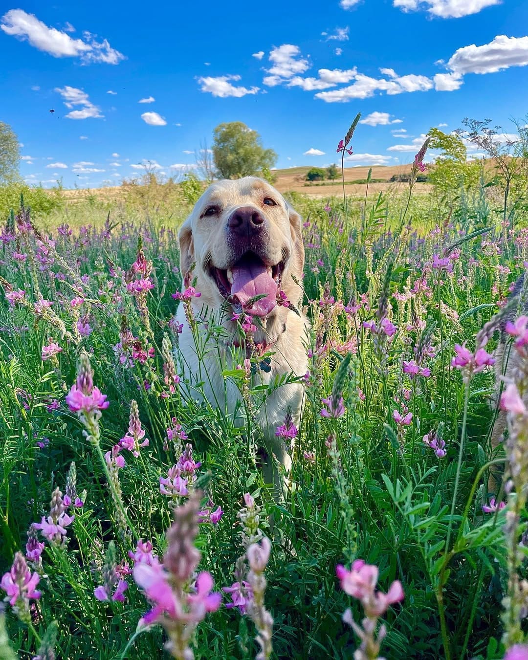 Post 3 by I'M DADDY!  🐾 on Instagram (image)
