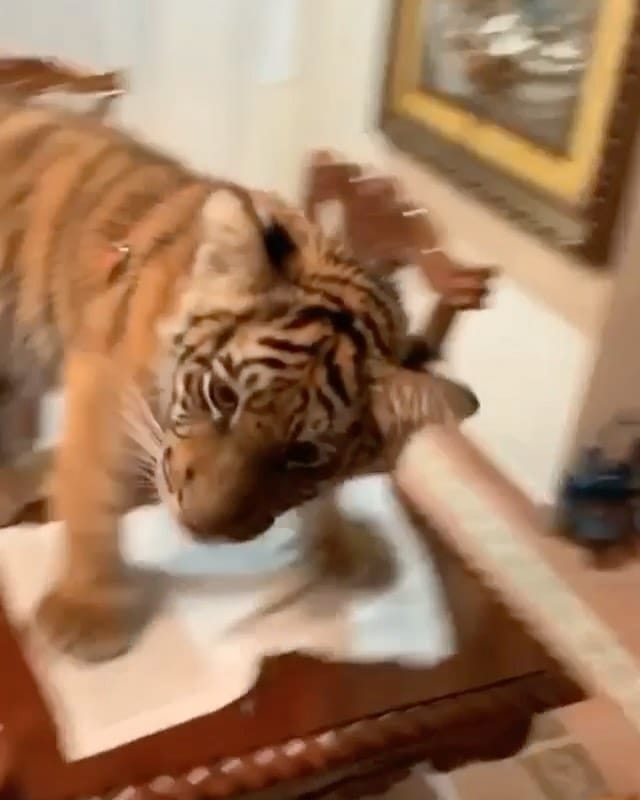 Post 9 by LUXURY LIFESTYLE®️ on Instagram (video)