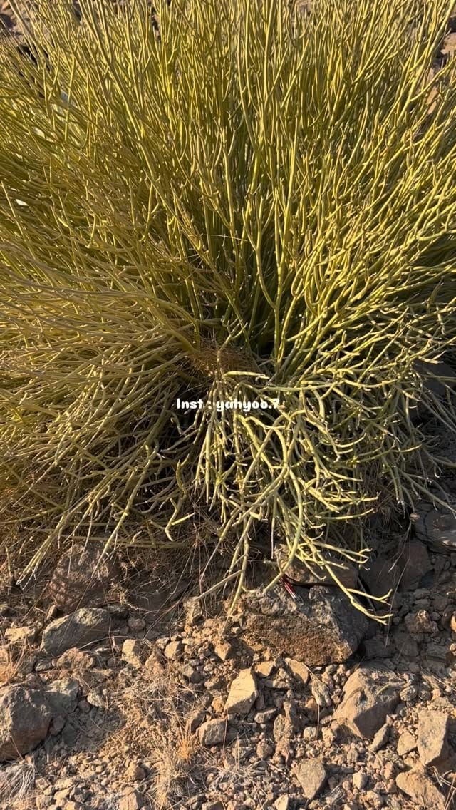 Post 7 by 𝗦𝗡𝗜𝗣𝗘𝗥7 on Instagram (video)