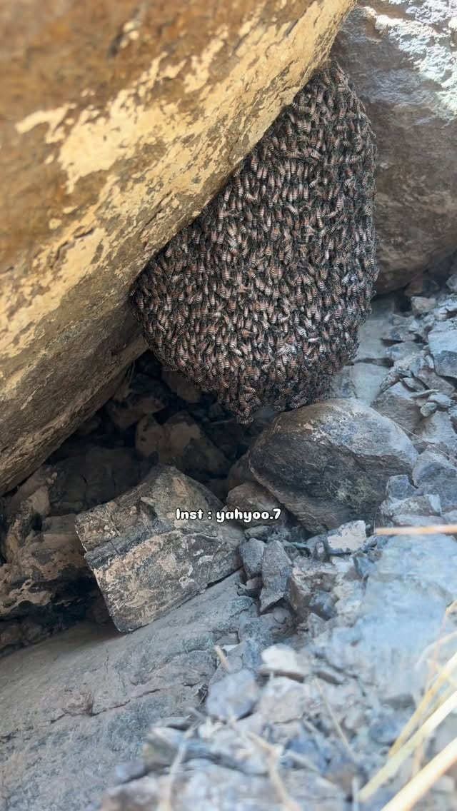Post 3 by 𝗦𝗡𝗜𝗣𝗘𝗥7 on Instagram (video)