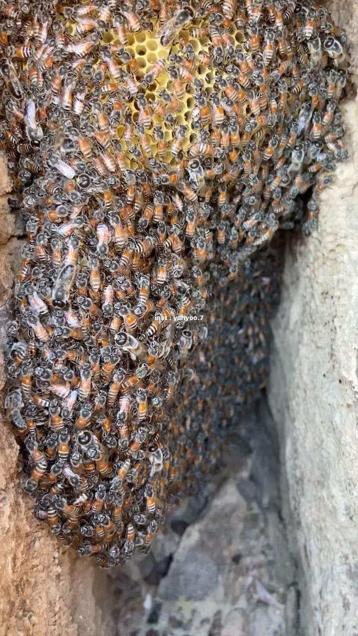 Post 10 by 𝗦𝗡𝗜𝗣𝗘𝗥7 on Instagram (video)