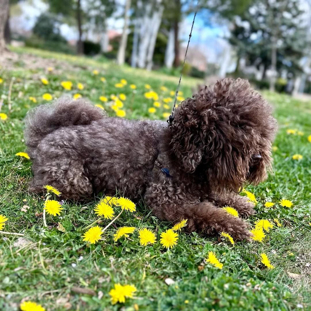 Post 5 by Brownie on Instagram (image)