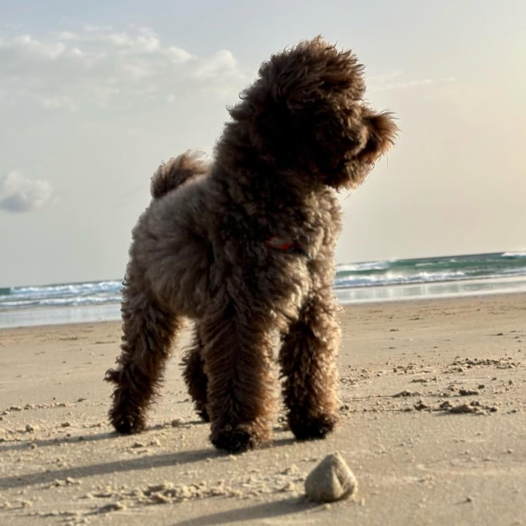 Post 4 by Brownie on Instagram (image)