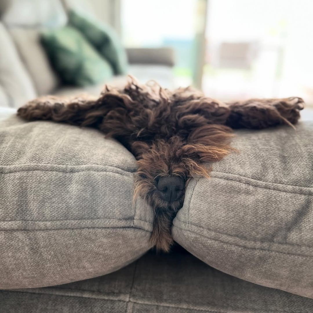Post 3 by Brownie on Instagram (image)