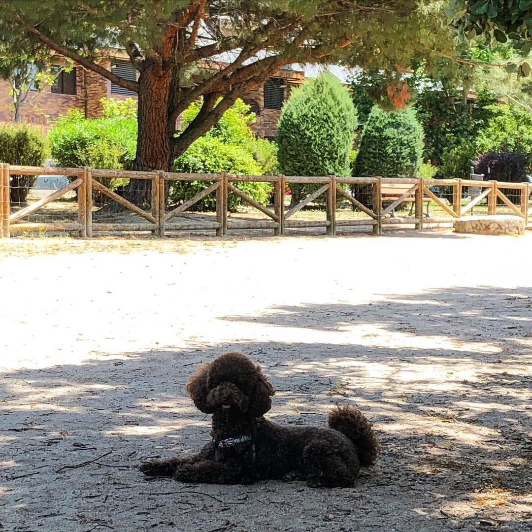 Post 10 by Brownie on Instagram (image)