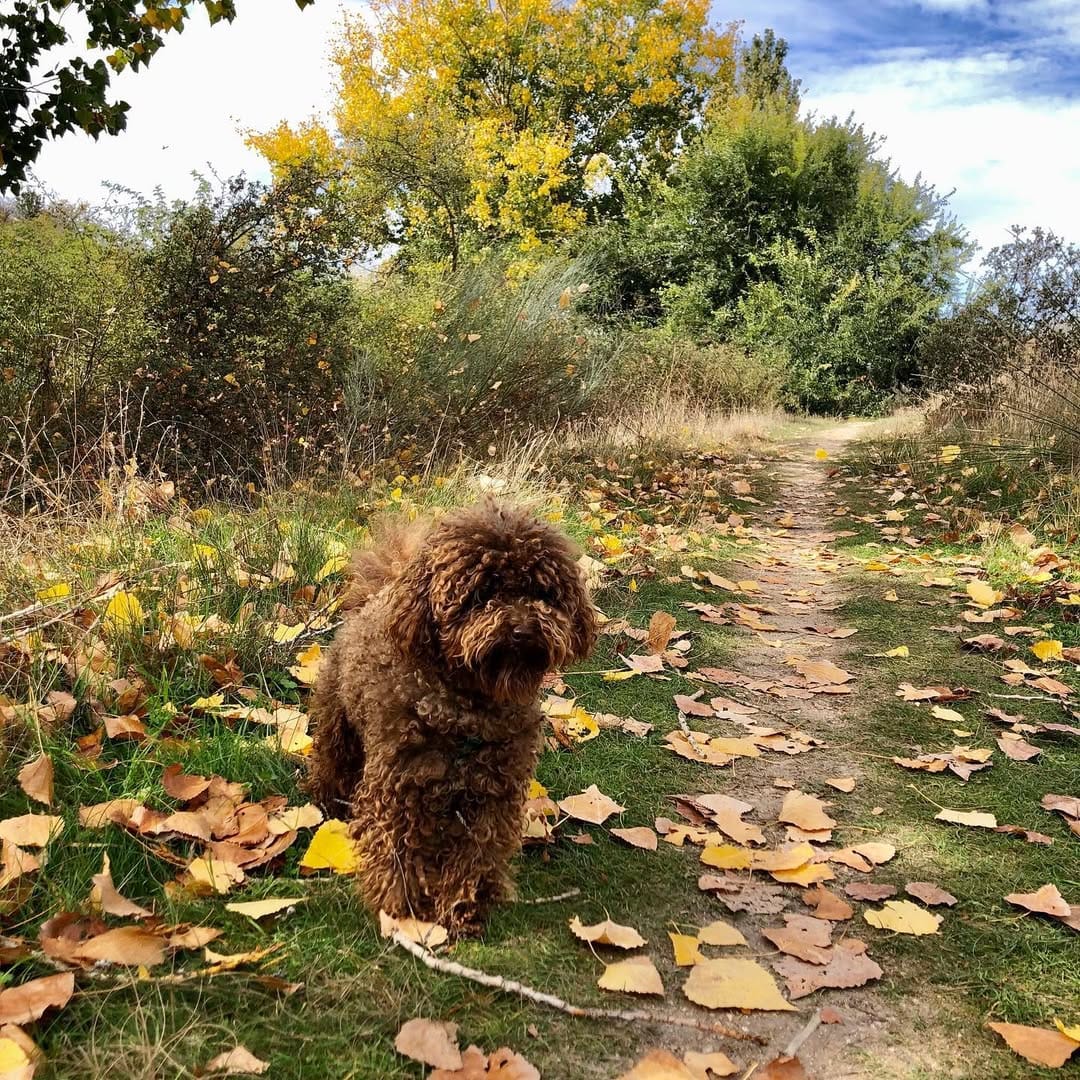 Post 8 by Brownie on Instagram (image)