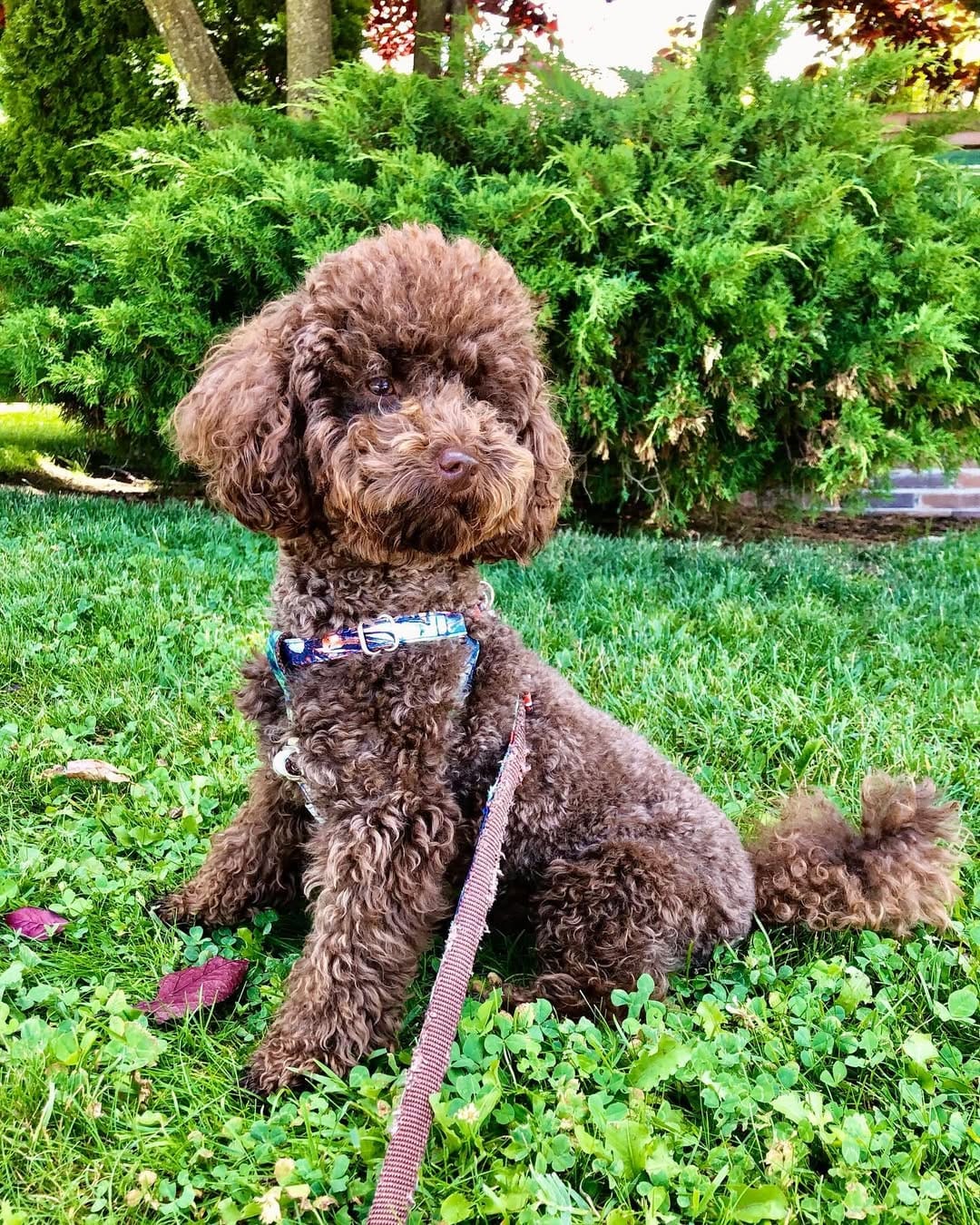 Post 2 by Brownie on Instagram (image)