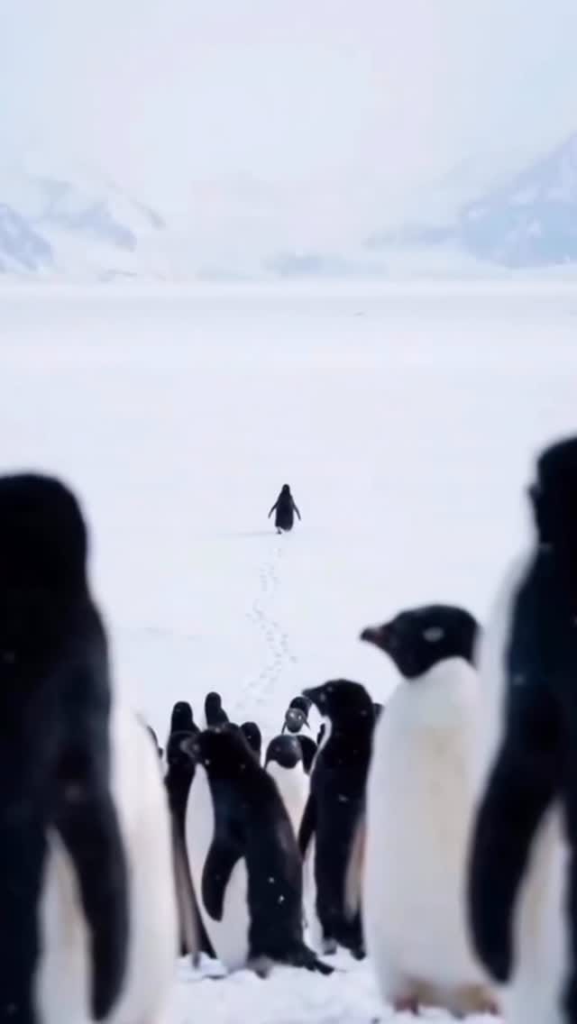 Post 4 by Mukhammadsaid on Instagram (video)