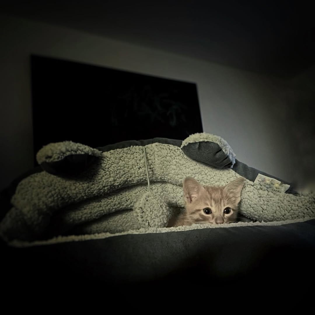 Post 9 by Christian Shehadi on Instagram (image)