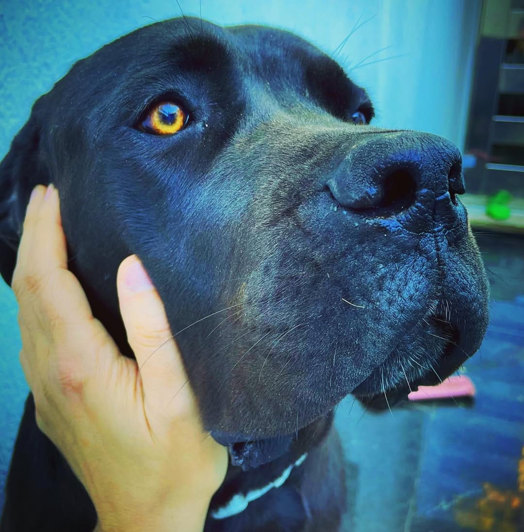 Post 8 by Mario Staffieri on Instagram (image)