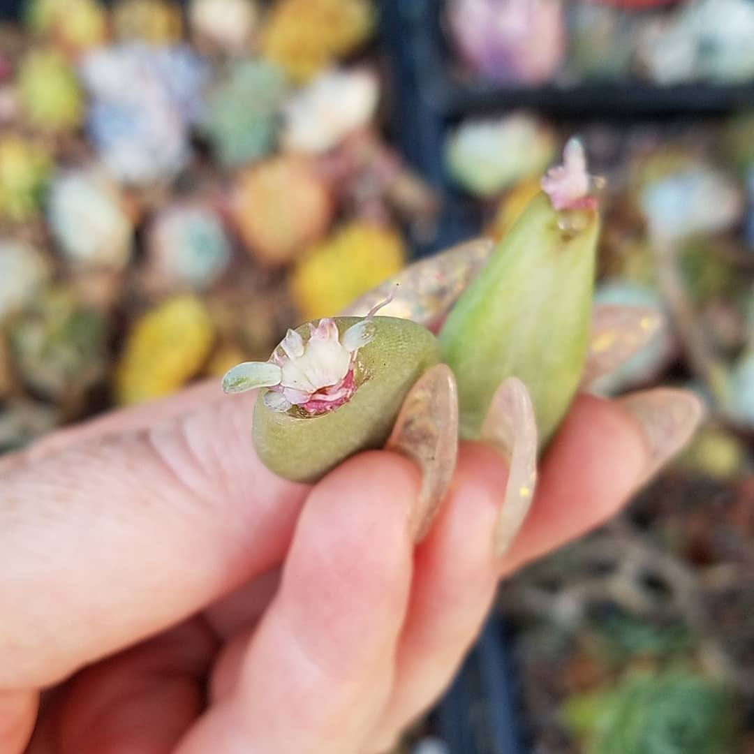 Post 3 by Stay Gold Succulents on Instagram (image)