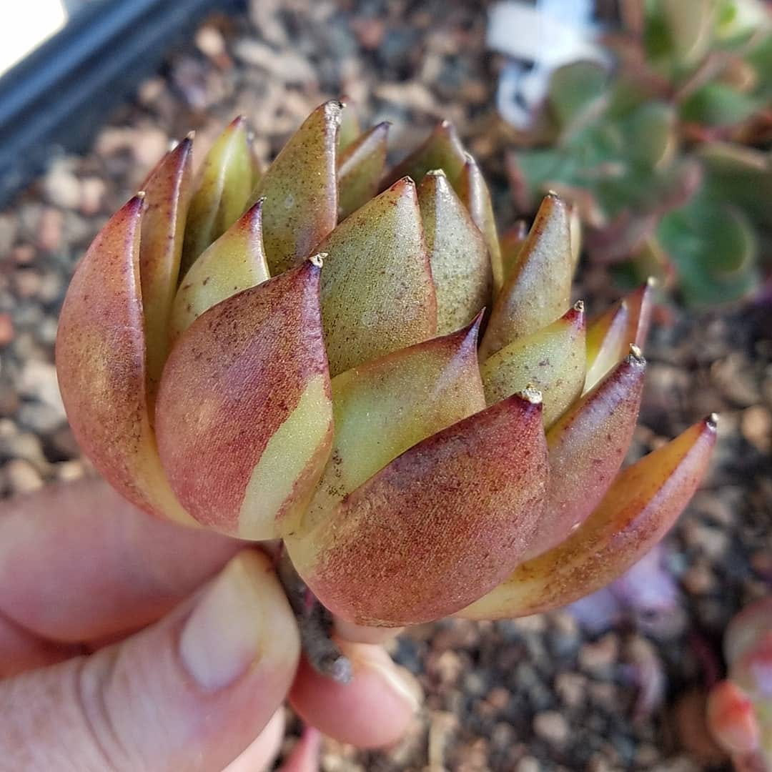 Post 5 by Stay Gold Succulents on Instagram (image)
