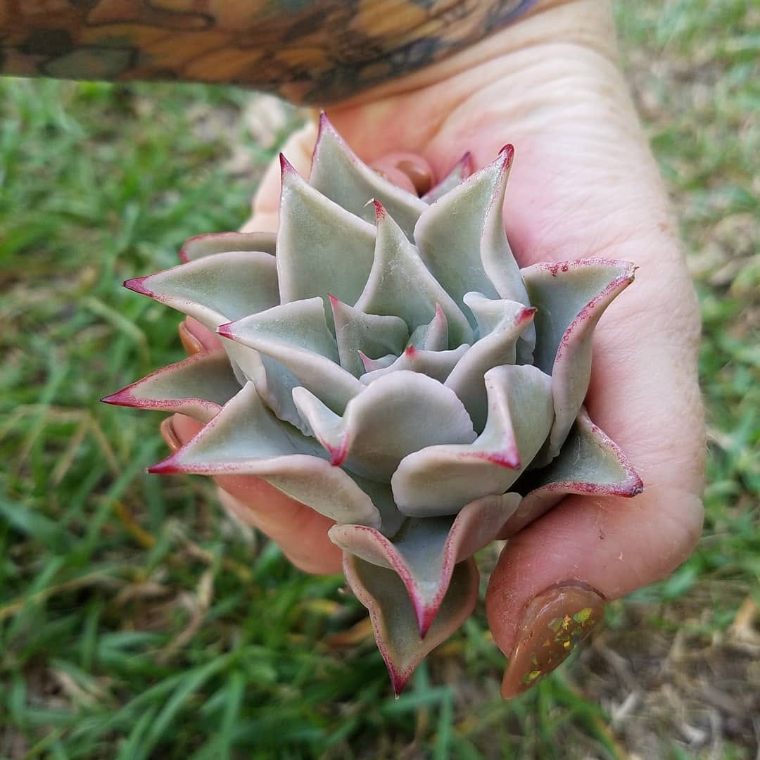 Post 9 by Stay Gold Succulents on Instagram (image)