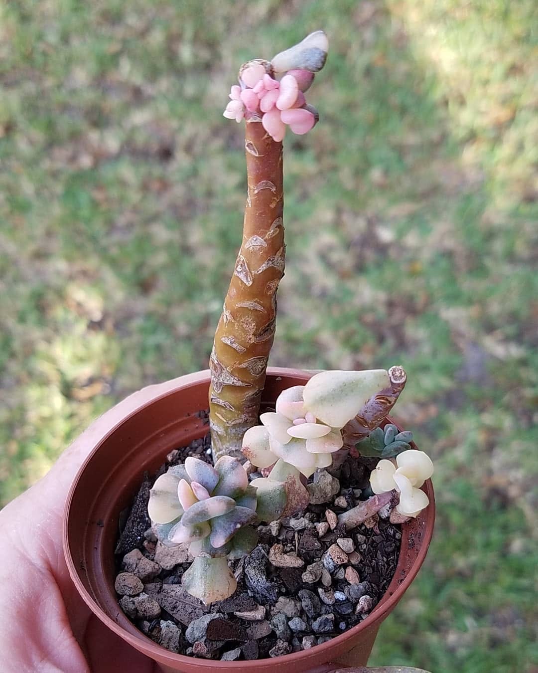Post 2 by Stay Gold Succulents on Instagram (image)